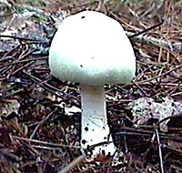 Un specimen observ dans le Nord de la Vienne