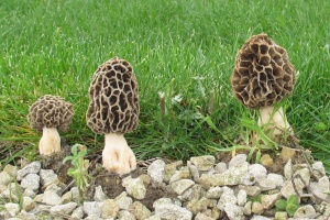 Specimens observs dans le nord de la Vienne